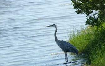 Heron Wallpaper