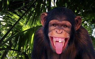 Animal Chimpanzee Wallpaper