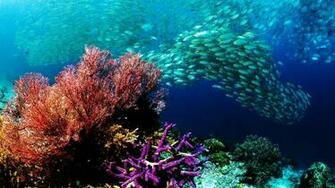 Fishes Nature Water Ocean Life Colors School Sea Reef