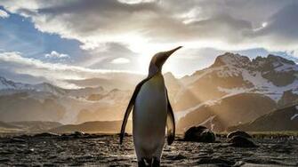 King Penguin Sunrise HD Wallpaper Stream