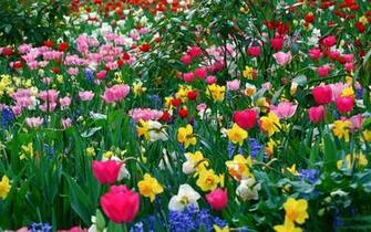 Spring Image Wallpaper
