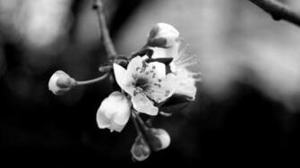 1080p Black And White Desktop Wallpaper Fine Wallpaper