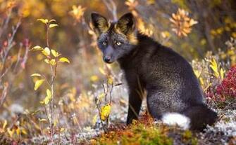 Black And Silver Fox Background Wallpaper