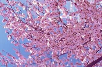 Beautiful Pink Cherry Blossom Wallpaper Colors Photo