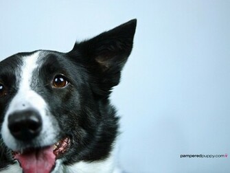 Border Collie Dogs Wallpaper
