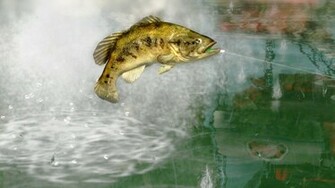 Rapala Pro Bass Fishing Is Rated E For Everyone By The Esrb More