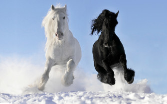 HD Horse Wallpaper