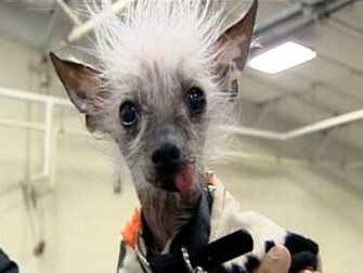 Pictures Of Ugly Dogs HD Wallpaper Lovely