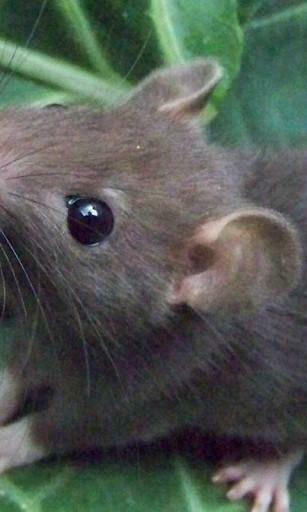 Bigger Cute Rat Wallpaper For Android Screenshot