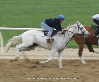 Beautiful Wallpaper Racing Horse