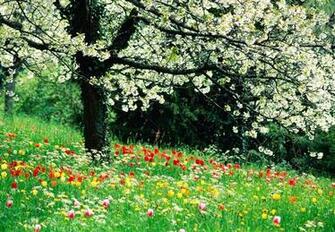 Mind Blowing Spring Wallpaper For Desktop