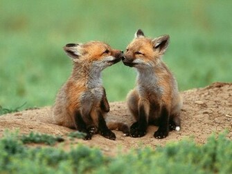 The Best Top Desktop Fox Wallpaper HD Two Young