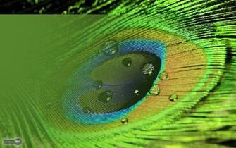 Peacock Wallpaper Animal Spot