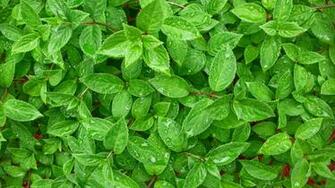 Pics Photos Green Leaves Wallpaper