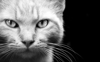 Animals Cats Felines Face Eyes Whiskers Fur Black White Wallpaper