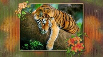 Tiger Lily Wallpaper HD Jpg