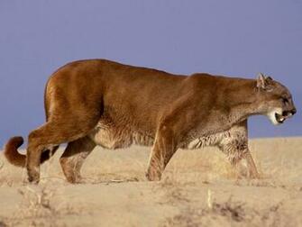 Wallpaper New Year Mountain Lion
