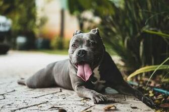 Pitbull Pictures HD Image Stock Photos