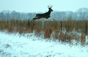 Whitetail Deer