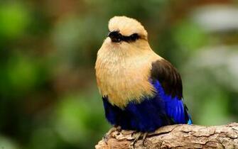 Fondos De Pantalla Pajaro Azul Con Negro Tama O