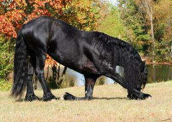 Dressage Wallpaper