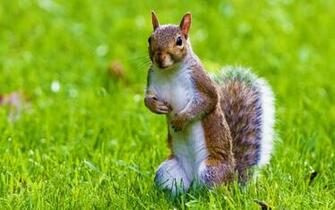 Nature Animals Squirrels Animal World Wallpaper