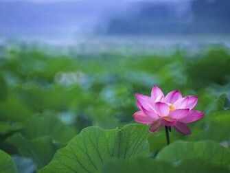 Lotus Flower Wallpaper