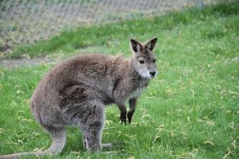 Baby Kangaroo Pictures HD Wallpaper And