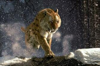 Saber Tooth Tiger Wallpaper On