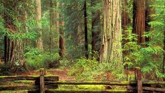 By Stephen Comments Off On Redwood National Park Wallpaper