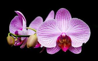 Orchid Wallpaper Flowers Background Photo