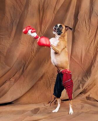 Cute Boxer Photo And Wallpaper Beautiful Pictures