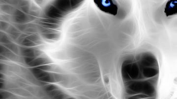Lobos Wallpaper De Fondos Escritorio