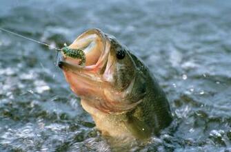 Smallmouth Bass Art Jpeg
