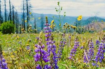 HD Wallpaper United States Yosemite National Park Yellow