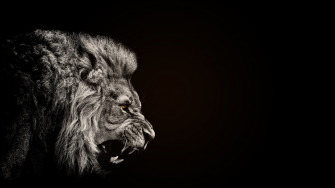Epic Wallpaper 4k Lion