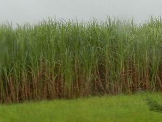 Sugarcane Wallpaper
