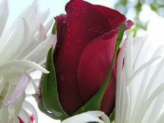 Most Beautiful Flower Wallpaper