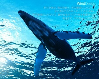 Whale Wallpaper Weddingdressin