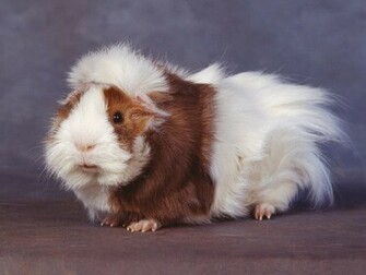 Hamster Best Hair Wallpaper Me