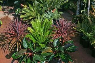 Click Here To Jump Straight Our Home With Articles On Palms