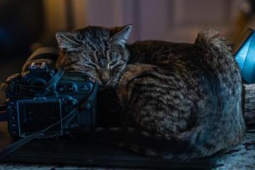 Photogenic Tabby Cat Wallpaper By Christy Turner Photography