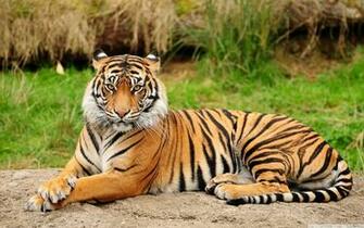 Tiger HD Wallpaper