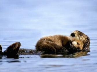 Sea Otter Wallpaper