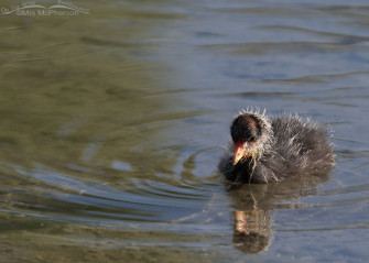 Baby American Coot Image On The Wing Photography