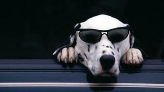 Animal HD Wallpaper 1080p Widescreen Pictures