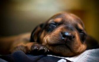 HD Dachshund Puppy Wallpaper