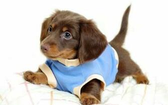 Animals Dog Dachshund Costume Desktop Wallpaper Hq