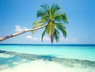 Wallpaper Palm Trees