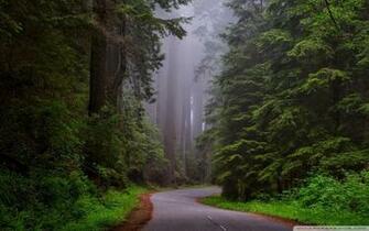 Redwood National Park California 4k HD Desktop Wallpaper For